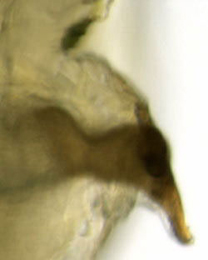 Chirosia histricina larva,  posterior spiracle,  lateral